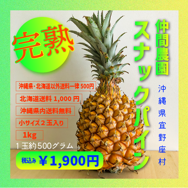 沖縄県宜野座村産スナックパイン完熟10kg 仲間農園 | NakamaNouen Ginoza